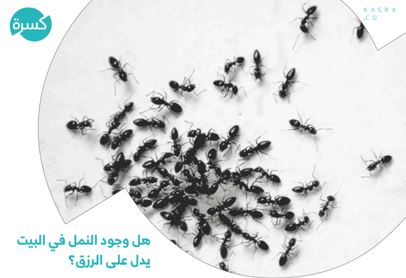 هل وجود النمل في البيت يدل على الرزق؟